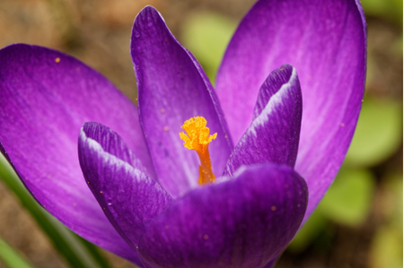 Kashmir Saffron