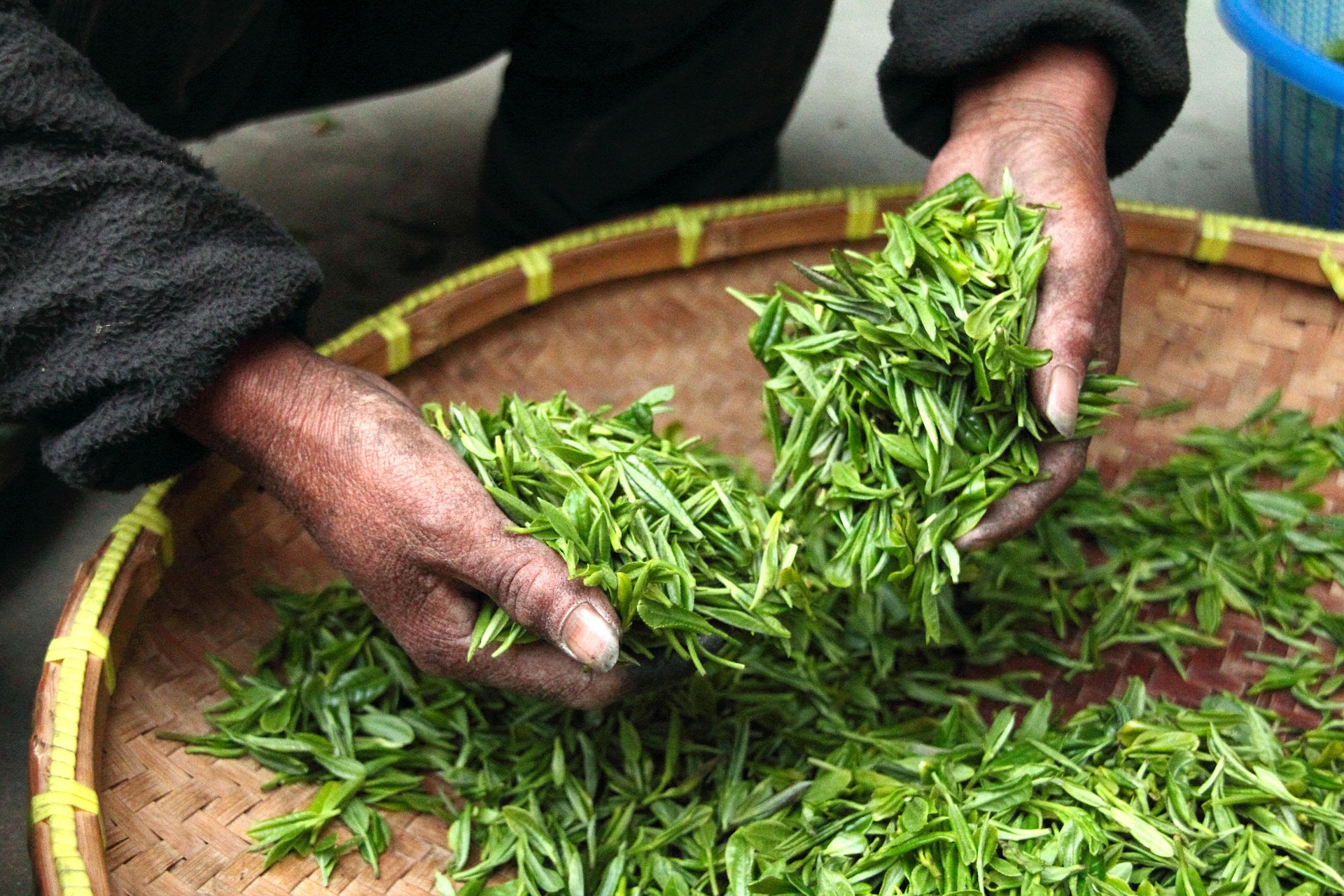 Kangra Tea