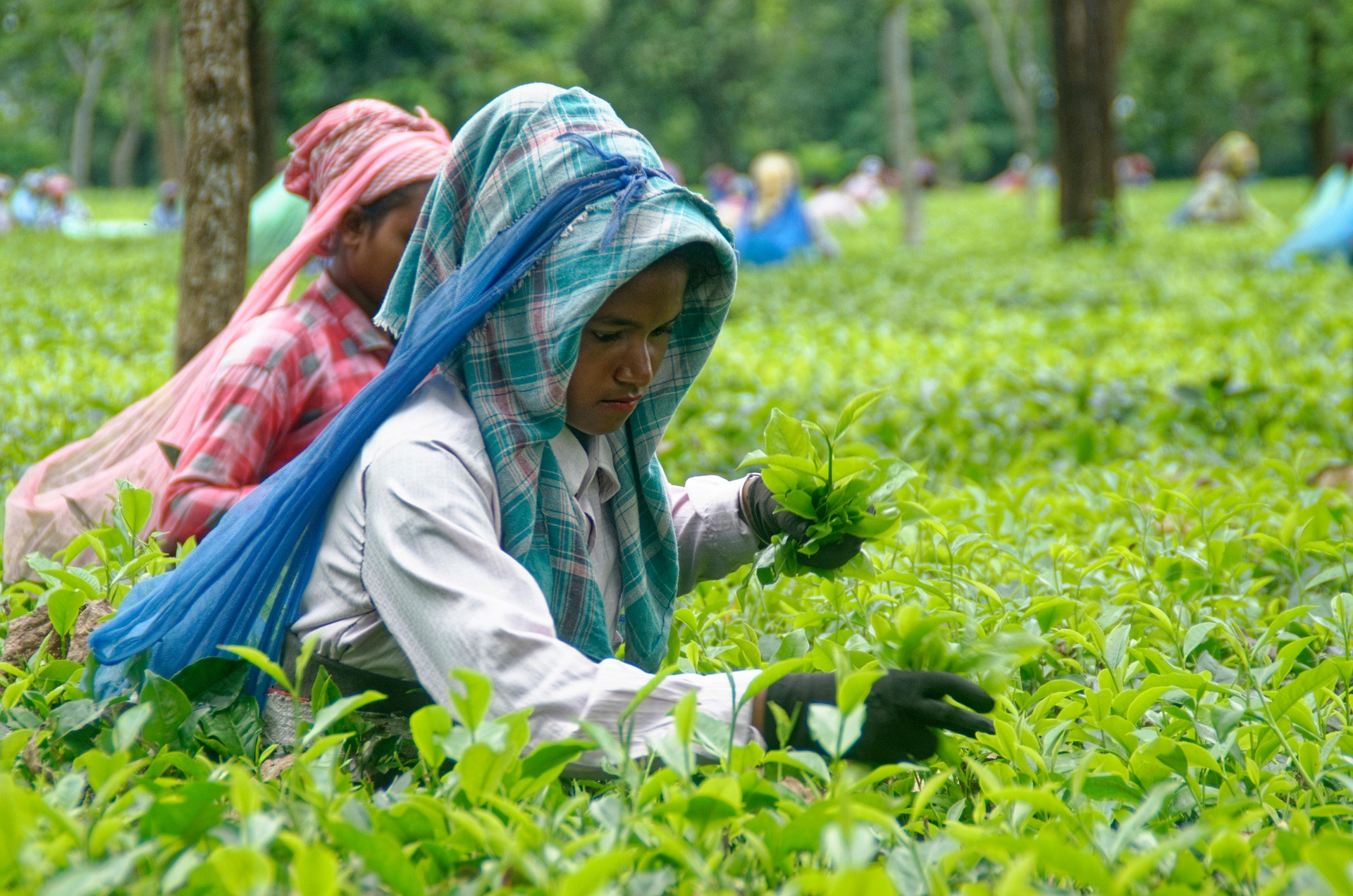 Darjeeling Tea